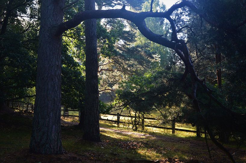 A quiet place by Lisanne Rodenburg