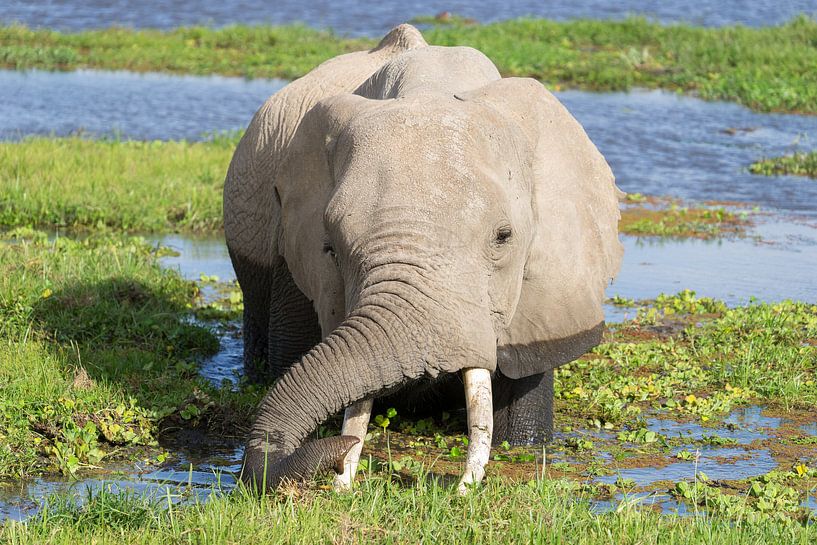 Nice bath! by Monique van Helden