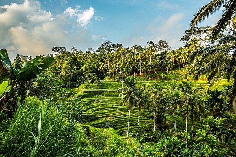 Reisterrassen Ubud Bali von Lima Fotografie
