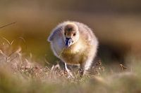 Une jeune oie s'approche de vous