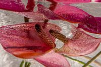 Anthurium in ice 1