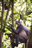 Thomas langur dans la jungle de Sumatra, Indonésie