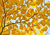 feuilles jaunes en automne