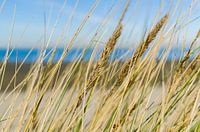 Dune grass