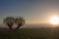 Koeien in de mistige polder.