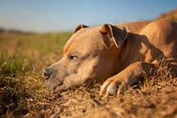 Logan inmitten der Blumen