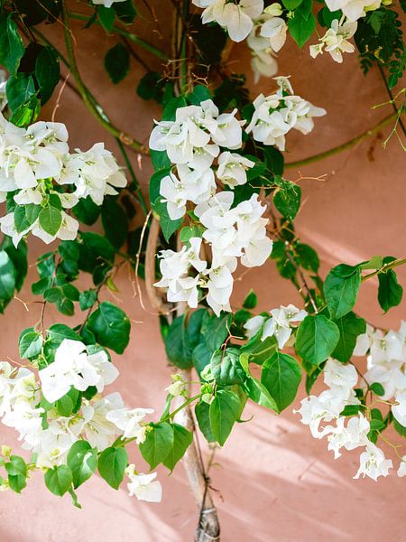 Fleurs blanches au Maroc par Raisa Zwart Tirages photographiques de voyage