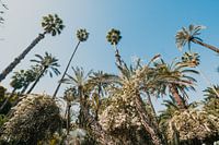 Yves Saint Laurent's garden, Jardin Majorelle, in Marrakech, Morocco.