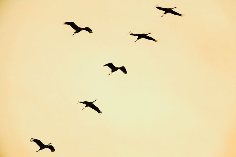 Kranichvögel oder Kraniche, die im Herbst in einen Sonnenuntergang fliegen von Sjoerd van der Wal Fotografie