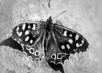 Schwarzer und weißer Schmetterling