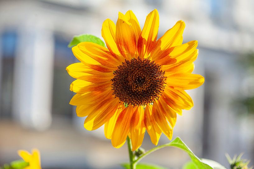 Sunflower, Flower, Blossom, Germany by Torsten Krüger