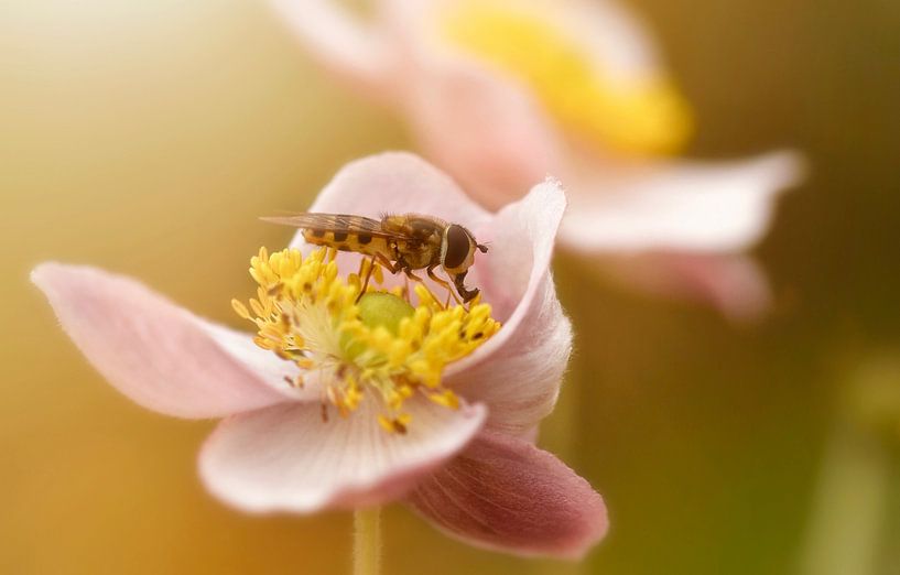 Bee on pink flower in sunlight by IntoCircles