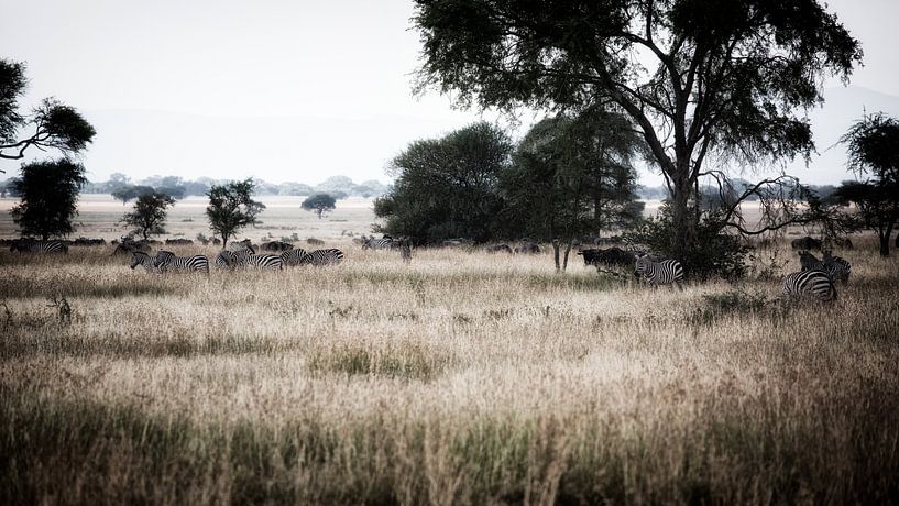 Savanna by Jeroen Schipper