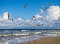 Seagulls on the beach of Sankt Peter-Ording