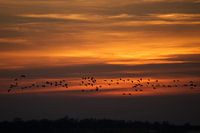 Geese above Lauwersmeer