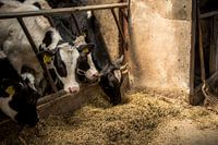 Koeien in een stal in zonlicht