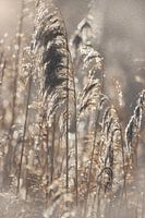 Reed plumes oil painting magic