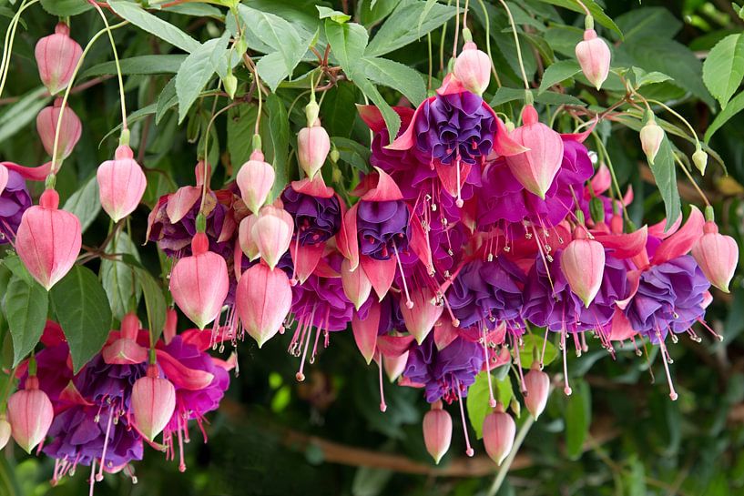 rose, violet et lilas fuchsia par W J Kok