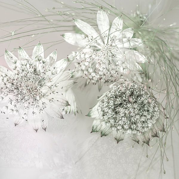 Zeeland knot with grass. by Alie Ekkelenkamp