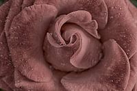 Old Pink rose