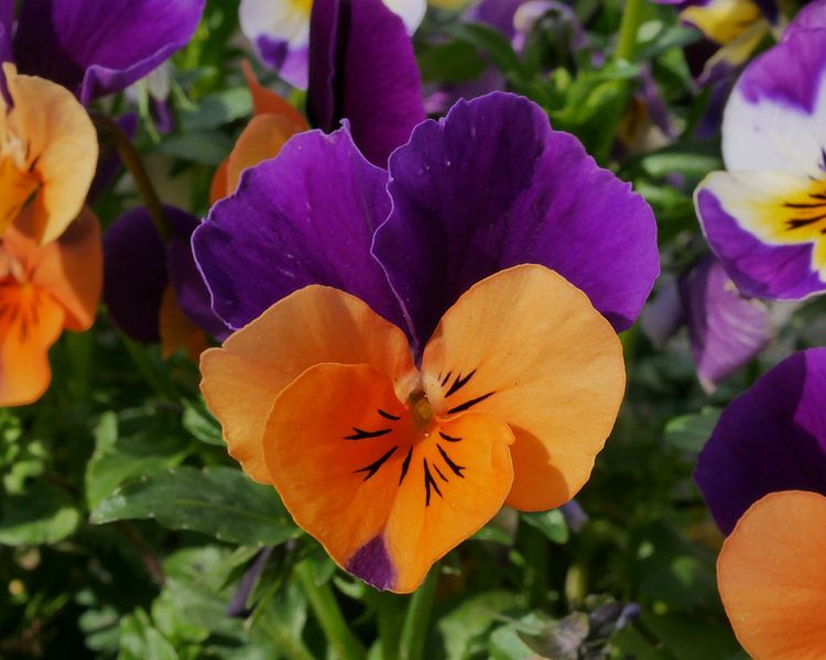 garden pansy in the sun by Wim vd Neut