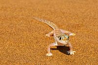 Wüstengecko in der Namib-Wüste