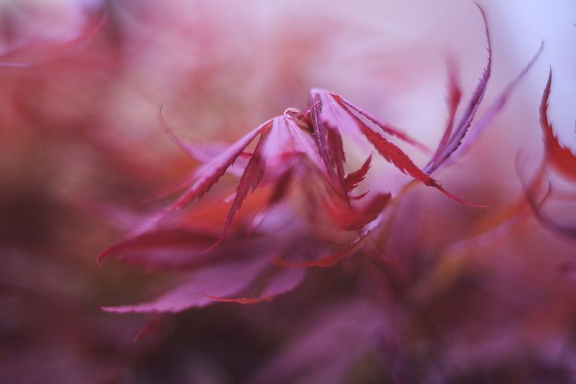 The wind blows softly by LHJB Photography