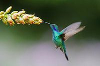 Kolibri fliegt durch bromelia