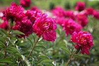 hoe roze kan roze zijn...