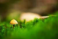 De eerste paddenstoel