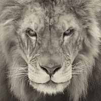 Portrait d'un lion