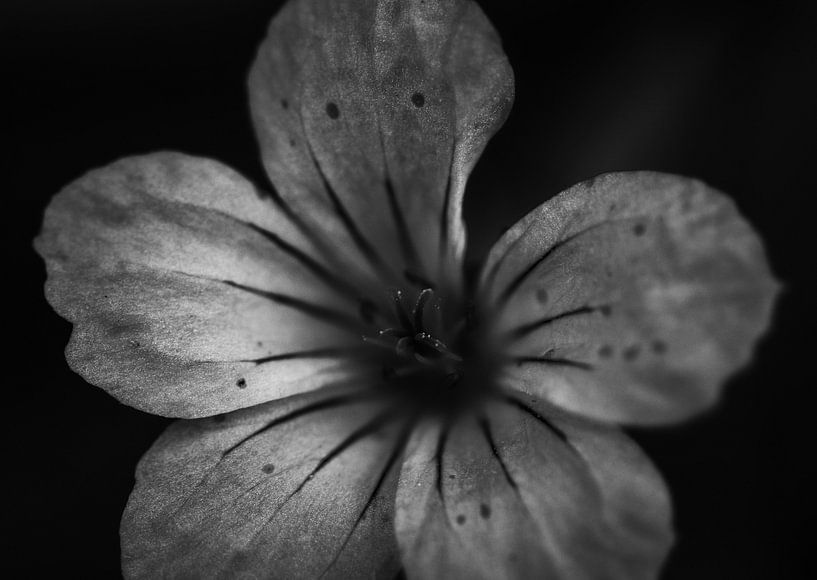 Robertswort, stinking stork's beak by jb photography