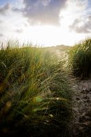 Dune avec de l'herbe à marramots et soleil couchant. Photographie de la nature