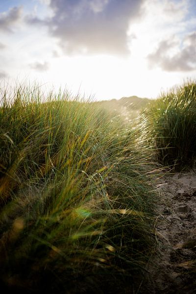 Dune avec de l'herbe à marramots et soleil couchant. Photographie de la nature par Frank van Hulst