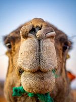 Camel-Selfie