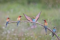Bijeneter; European Bee-eater; Merops Apiaster