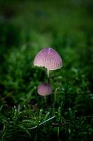 Champignon violet 2