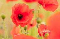 Poppies