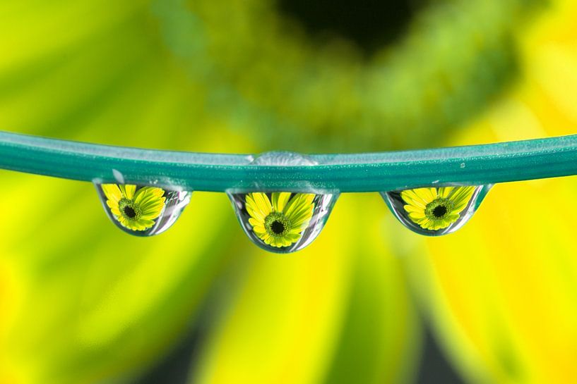 Triplet Gerbera (yellow) by Jacqueline Gerhardt