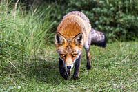 Fox in the Amsterdam Water Supply Dunes