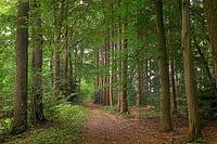 Im Wald
