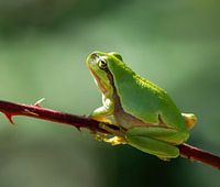 Ochtendlicht voor de boomkikker