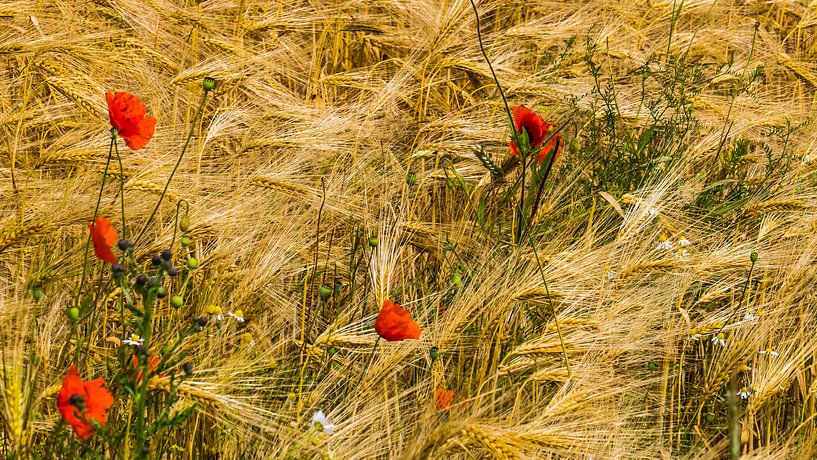 Mohnblumen zwischen den Körnern von t.a.m. postma