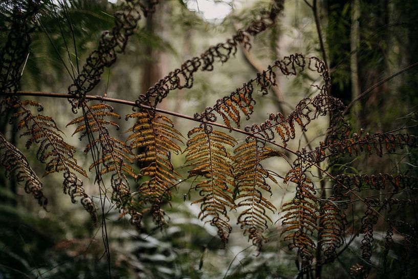Voile par Marscha van Druuten