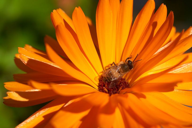 Honigbiene auf Ringelblume (Apis melifera auf Calendula officinalis) von Remco Schoonderwoert