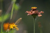 Gros plan sur une fleur des champs