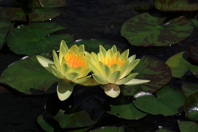 Water Lilies by Thomas Jäger