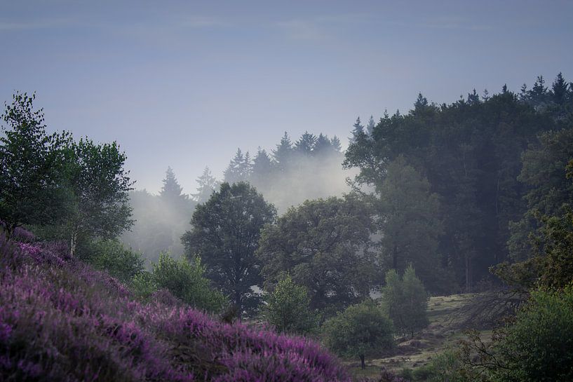 Nebliger Morgen auf der Posbank bei Arnheim von Erik Groen