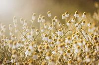 Chamomile Blooms Back Lit by Morning Sun