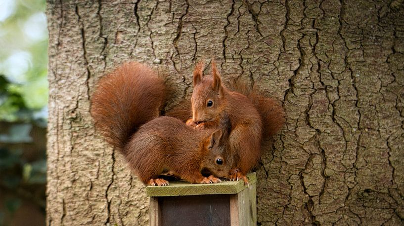 Young and playful - The Red Squirrel by Saranda in t Veld Fotografie